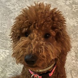 Quinn - Goldendoodle