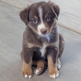 Hazelnut - Red tri female Toy Australian Shepherd puppy in Mountain Home, Idaho from LJK Boxers & Toy Aussies