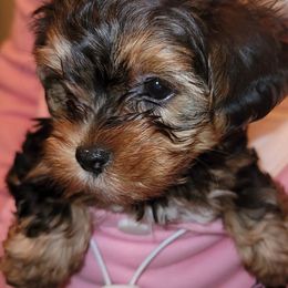Biewer Terriers, Morkies, Yorkipoos, and Yorkshire Terriers from Yorkie Your Soulmate Puppy