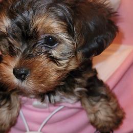 Biewer Terriers, Morkies, Yorkipoos, and Yorkshire Terriers from Yorkie Your Soulmate Puppy