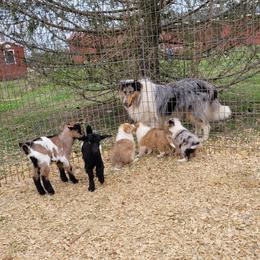Collie Puppies from Voneida Collies