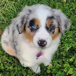 Australian Shepherds from Ellison Family Homestead