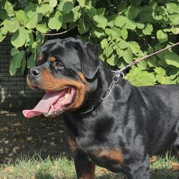 Dijana - Rottweiler