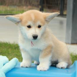 Mauve Collar Female - Sable female Pembroke Welsh Corgi puppy in Victoria, Texas from Clear Creek Corgis