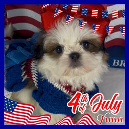 Yuna - Gold and white female Shih Tzu puppy in Mercedes, Texas from Tzu Casa