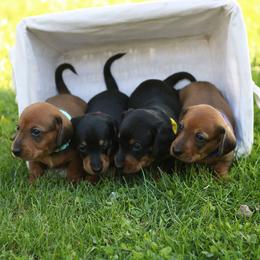 Dachshund Puppies from Iowa Dachshunds