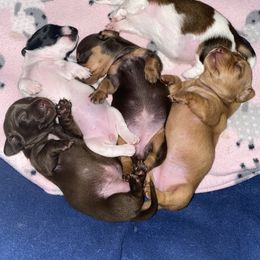 Dachshund Puppies from JnA Dachshunds