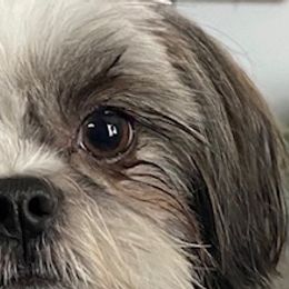 Shih Tzus from May May’s Shih Tzu’s