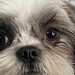Shih Tzus from May May’s Shih Tzu’s