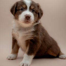 Australian Shepherd Puppies from 2 Happy Aussies