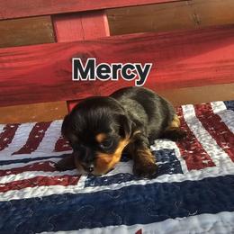 Mercy - Black and tan female Yorkshire Terrier puppy in Terrell, Texas from PBJ Farms