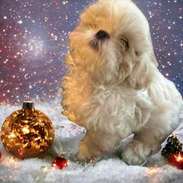 Shih Tzu Puppies from The Townsend Tzu