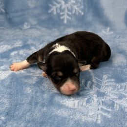 Holly - Black and tan female American Corgi puppy in Waskom, Texas from Piney Woods Corgis