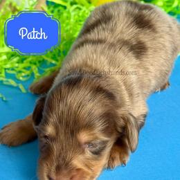 Patch(3200pet) - Dapple male Dachshund puppy in Augusta, Arkansas from Savvy-Dee's Dachshunds