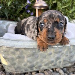 Girl 1 - Dapple female Dachshund puppy in Olathe, Colorado from Rocking LJ Breeding
