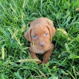 Yellow Collar Girl - Golden rust female Vizsla puppy in Springfield, Ohio from Amy's Vizslas