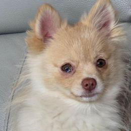 Sierra - Cream female Pomeranian puppy in Gloversville, New York from ADKPOM Adirondack Pomeranians