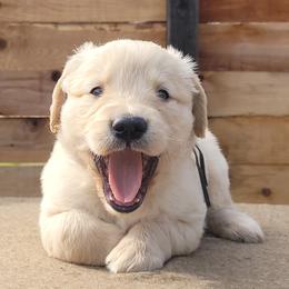Duke - Light golden male Golden Retriever puppy in Orland, California from Elliott's Elite Puppies