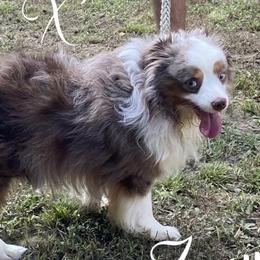 Ziggy - Miniature Australian Shepherd