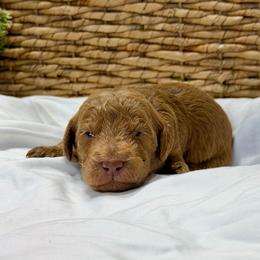 Sammy - Apricot male Goldendoodle puppy in Willacoochee, Georgia from Kitandkboodle's Doodles