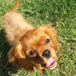 Cavalier King Charles Spaniels from J&L Cavaliers