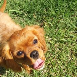 Cavalier King Charles Spaniels from J&L Cavaliers
