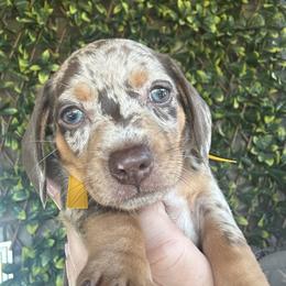 Dachshund Puppies from Dapper Dachshund