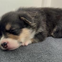 AKC Grey - Black and tan female Pembroke Welsh Corgi puppy in Summerfield, Florida from Promise Land Farm