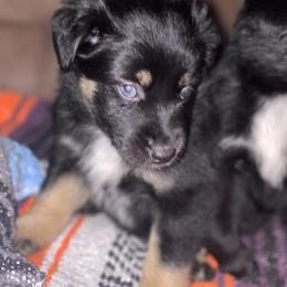Maddie - Australian Shepherd puppy from Wagon Wheel Aussies and Corgi’s