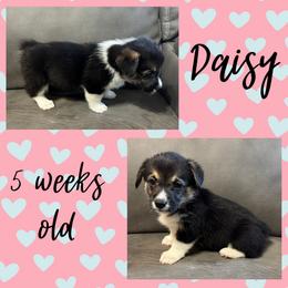 Daisy - Black and tan female Pembroke Welsh Corgi puppy in Dickinson, Texas from Careaga Farms