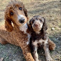 Poodles from All American Poodles