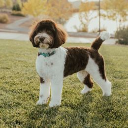 Kona - Australian Labradoodle