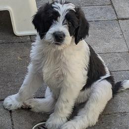 Romeo - Parti male Double Doodle puppy in Chula Vista, California from South Bay Double Doodles