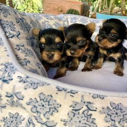 Shih Tzu and Yorkshire Terrier Puppies from For the Luv of Pups