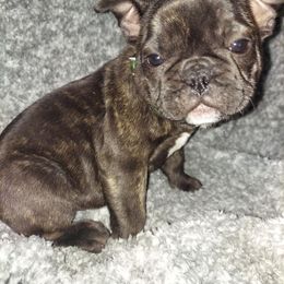 French Bulldog Puppies from Absolute Frenchie Connection