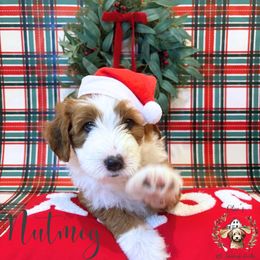Nutmeg - Red male Aussiedoodle puppy in Land O' Lakes, Florida from Olive’s Little Farmhouse Doodles