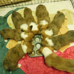 Cardigan Welsh Corgi Puppies from Dragonfly Cardigans