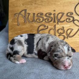 Leia - Blue merle female Australian Shepherd puppy in Tuftonboro, New Hampshire from Aussies Edge Farm