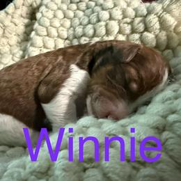 Winnie - Brown and white female Bernedoodle puppy in Mint Hill, North Carolina from Ball-Y-Hoo Bernedoodles