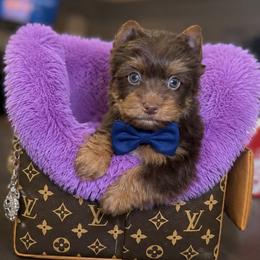 Bulzeye - Chocolate and tan male Yorkshire Terrier puppy in Blanchard, Oklahoma from Southern Belle Yorkie