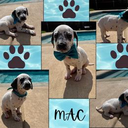 MAC - White and black male Dalmatian puppy in Waxahachie, Texas from Tiff’s Dalmatian Plantation