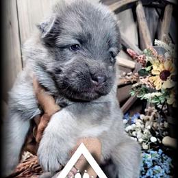 Valor - Blue male German Shepherd puppy in Sequim, Washington from German Shepherd Haus