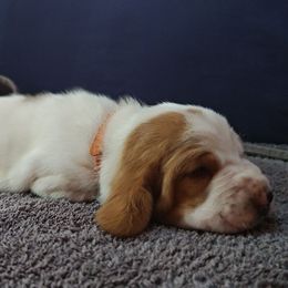 Orange - Lemon and white male Basset Hound puppy in Santa Rosa, California from Redwood Coast bassetts