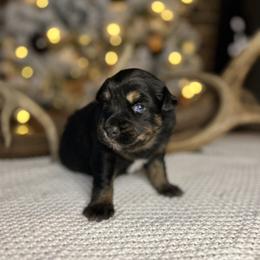 Miniature Australian Shepherd Puppies from Quartz Creek Aussies