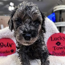 Labradoodles from Lucky Town Doodles