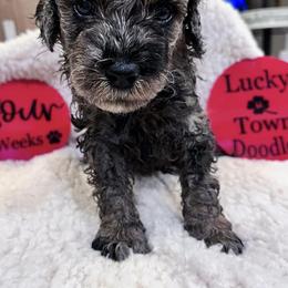 Labradoodles from Lucky Town Doodles