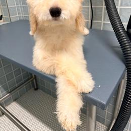 Muzick - Cream female Goldendoodle puppy in Houston, Texas from Were The Mack'Doodles