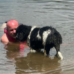 Newfoundland Puppies from K & L Ranch