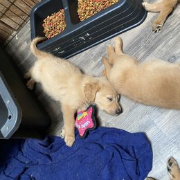 Golden Retriever Puppies from Hearth & Homestead