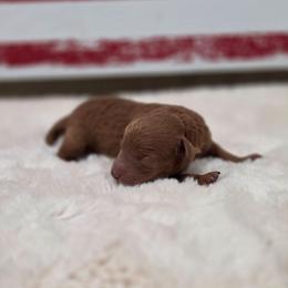 Freedom (AKC) - Red  male Poodle puppy in Rainbow City, Alabama from Spinks Poodles